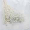Suszony Zatrwian Szerokolistny - Limonium Latifolium - Bielony