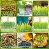 3/1PCS Plastic Grow Nursery Pots Vegetable Soilless Nursery Trays Seed Germination Tray Seedling Sprout Plate Garden Supplies