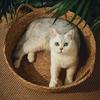 Rattan Woven Cat Nest: Handmade Cool Summer Bed, Universal for All Seasons