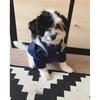 Pet Large Dog Raincoat Waterproof Fashion Multi Colors Rain Coat Pet Waterproof Jacket S-5XL Medium Large Dog Clothing Hoodies
