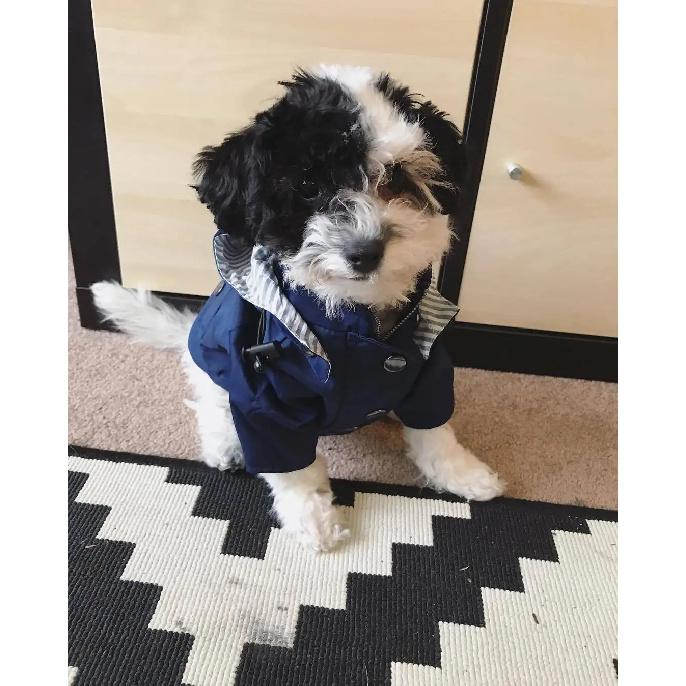 Pet Large Dog Raincoat Waterproof Fashion Multi Colors Rain Coat Pet Waterproof Jacket S-5XL Medium Large Dog Clothing Hoodies