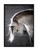Picture, Poster Framed 73x53 Cm Horse P506