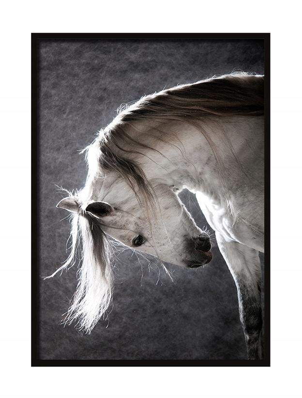 Picture, poster Framed 73x53 cm Horse P506