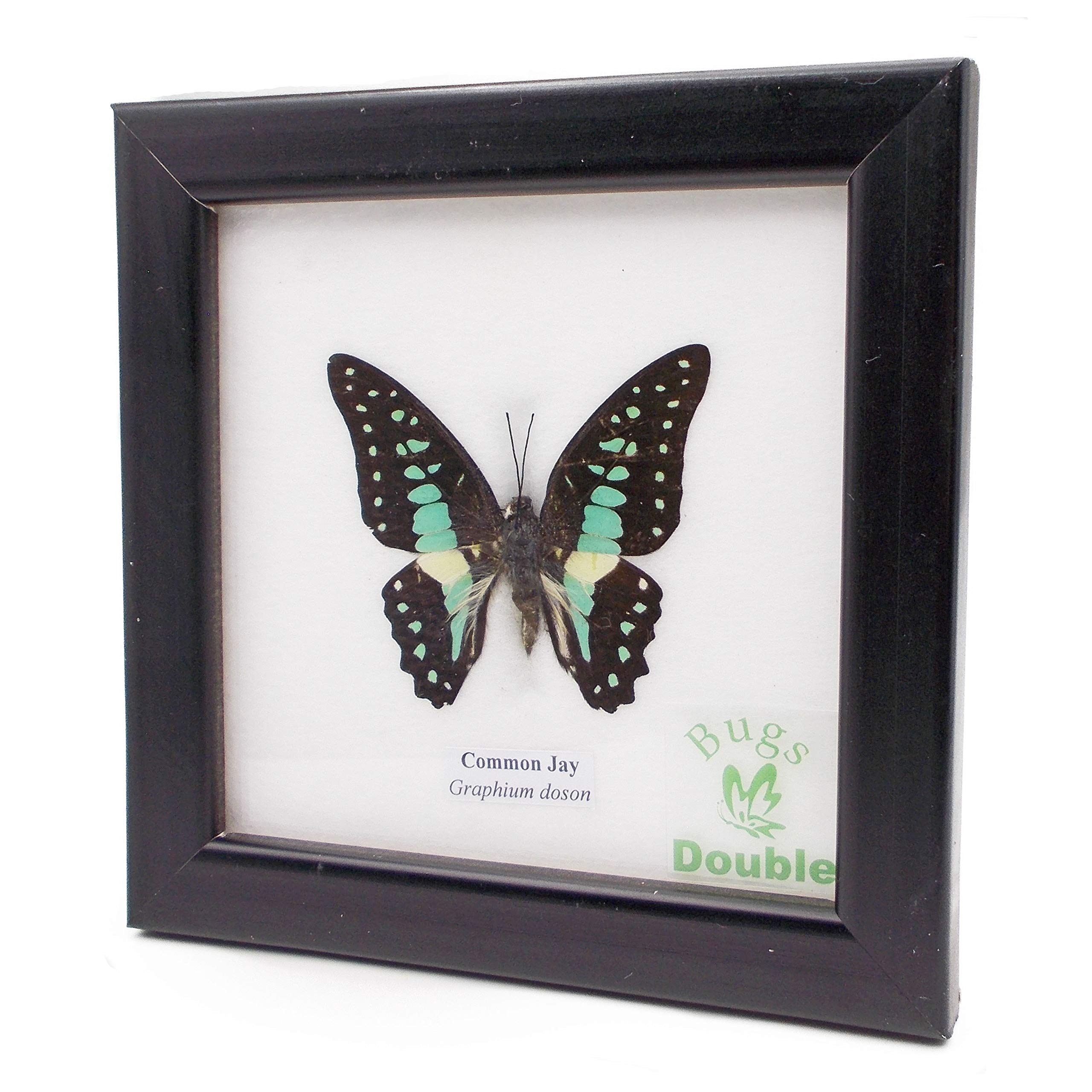 

Рамка с насекомым-образцом Бабочка Сойка обыкновенная (Микадо Махаон)