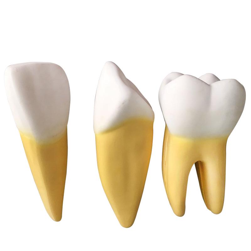 Human Tooth Anatomy Model for Teaching and Simulation - Detachable Denture Mold