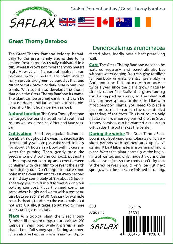 SAFLAX Grande Bambu Espinhoso - 50 sementes - Dendrocalamus arundinacea