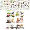 25 Piece Realistic Insect Growth Cycle Card Set Featuring Worm Ladybug Dragonfly Frog Snail Models