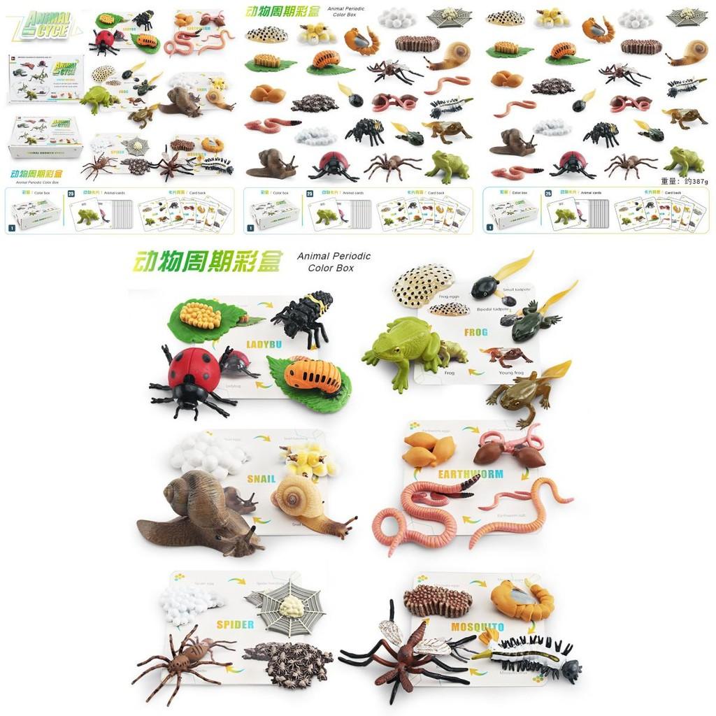 25 Piece Realistic Insect Growth Cycle Card Set Featuring Worm Ladybug Dragonfly Frog Snail Models