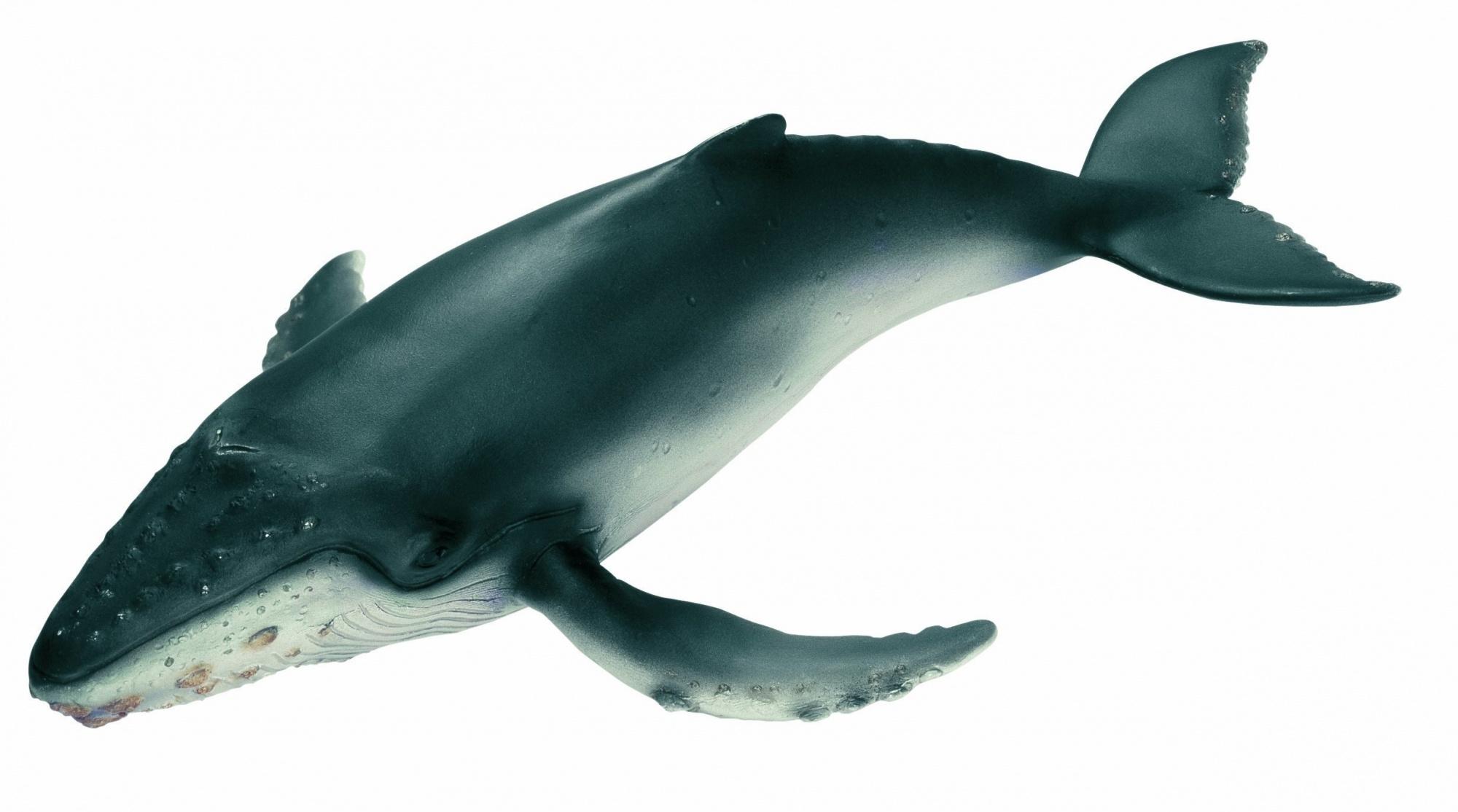Buy Schleich 16093 - Figurine - Animals - Humpback Whale