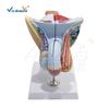 Male Reproductive System Anatomical Model with Urogenital Base for Medical Education