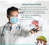 Human Brain Model with Nerve and Brainstem Structure - Educational Aid and DIY Toy