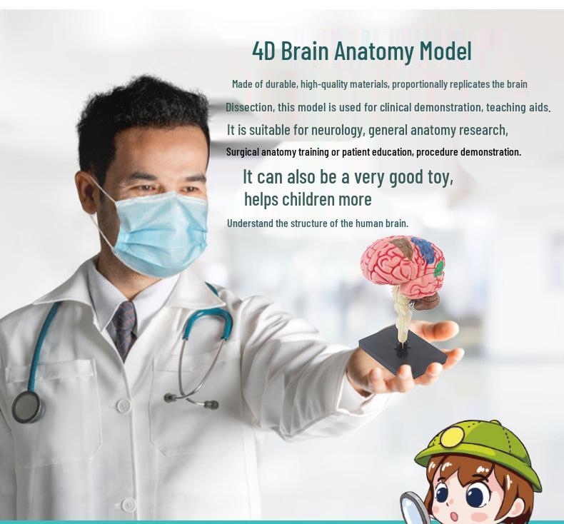 Human Brain Model with Nerve and Brainstem Structure - Educational Aid and DIY Toy