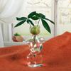 Female Body Clear Glass Avocado  Sprouting Planter Modern Hydroponic Vases For Indoor Plant Display Desktop Decors