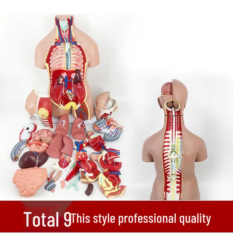 85cm Professional Human Anatomy Torso Model