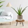 Wooden Plant Stool for Both Indoor,Outdoor Use,Featuring a Mid Century Design Suitable for Modern Plants.This Low,Short Planter Stand Combines Boho