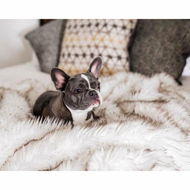 Vattentät Plysch Hundsäng med Rävpälsfilt och Kudde