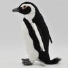Cape Penguin 21 BH7084