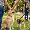 Bekleidung & Schuhe – Hundezubehör