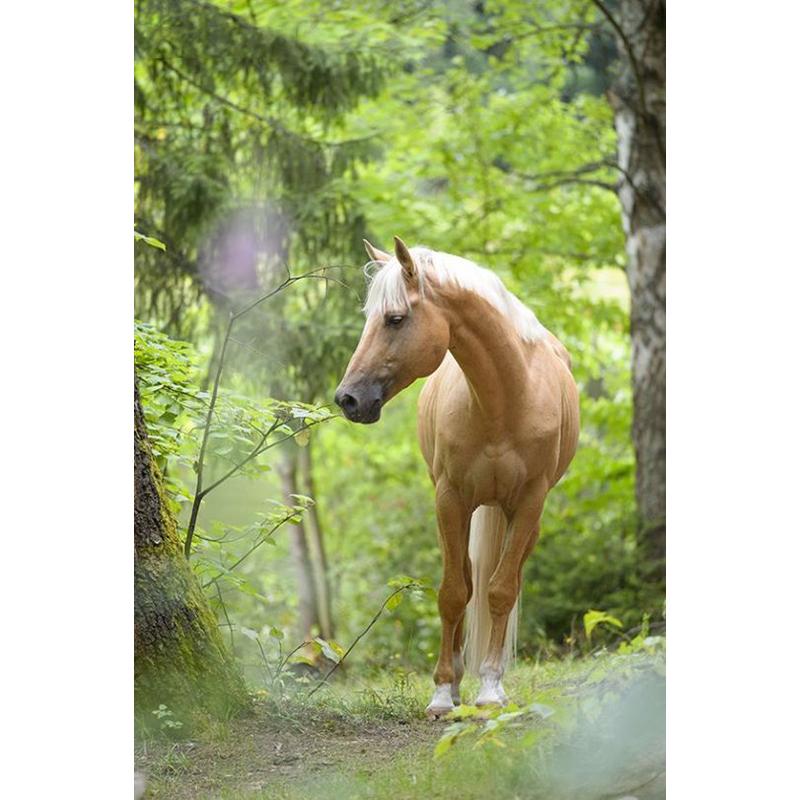 

Лошадь DIY 5D алмазная живопись полная круглая дрель животное Алмазная вышивка крестиком мозаичные наборы Смола стены книги по искусству домашний декор Full Round 20x30CM