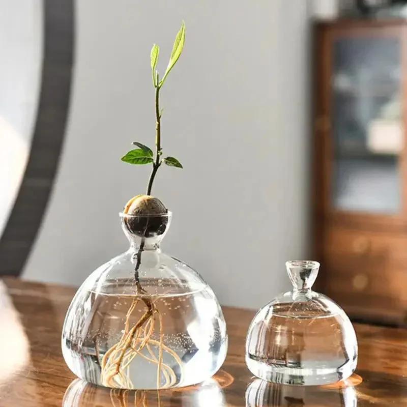 Transparent Avocado Seed Culture Kit - Glass Vase for Plant Starters, Perfect for Gardening Enthusiasts