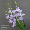 Gladiolus Floral Wedding Vase Arrangement