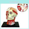 Intricate 4d Human Head Skull Brain Anatomy Model For Medical Science And School Education