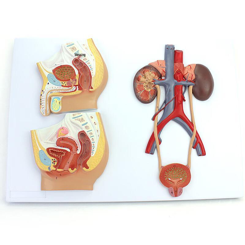 ENOVO Human Urinary System Anatomy Model