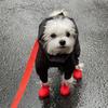 Silicone Dog Boots Waterproof Anti-Slip Pet Shoes 2pcs Paw Protectors All Weather Cute Dog Walking Shoes