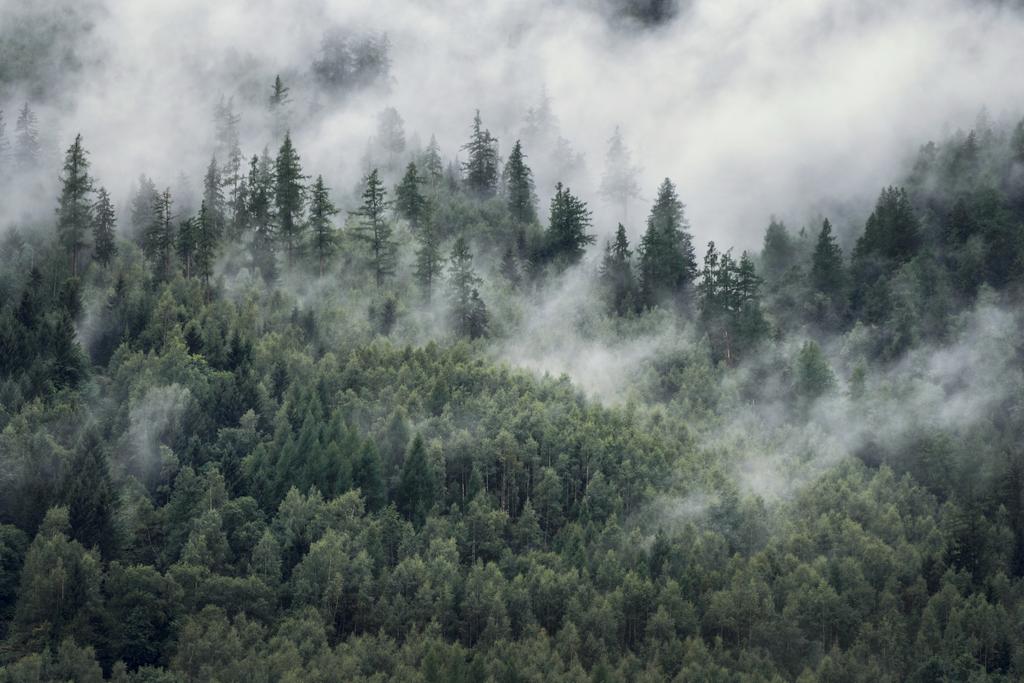 Photomural Forest In The Morning Mist Structural Vinyl 405x270