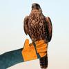 Animal Handling Gloves Multipurpose Pet Glove For Grooming Puncture And Scratch Resistant Dog Bite Sleeve Pet Trapping Supplies