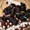 12Pcs/Set Pet Dog Cat Identification Collar Adjustable Id Collar Mark Neck Strap