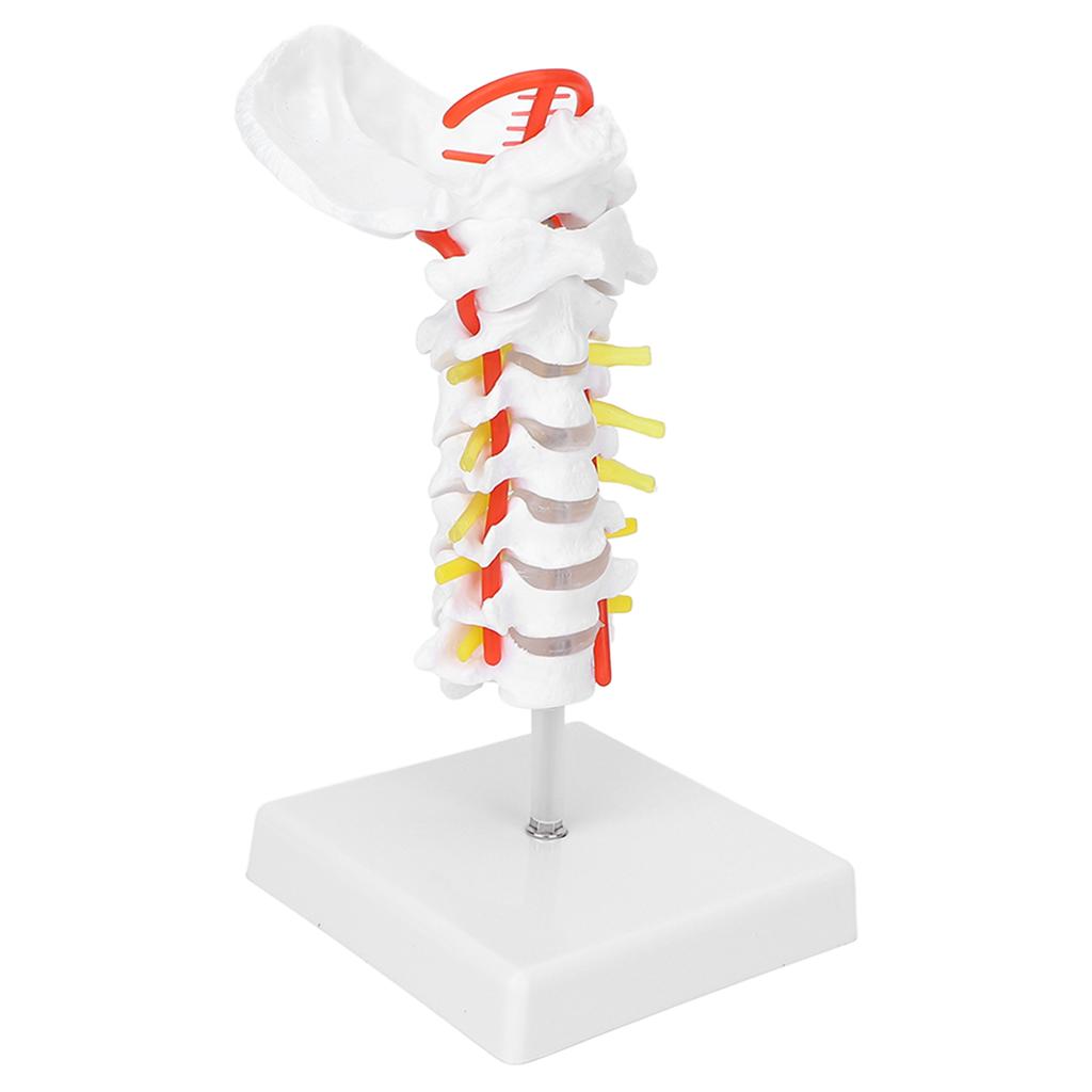 Cervical Vertebra Model Arteria Spine Spinal Nerves Anatomical Model for Science Classroom Study