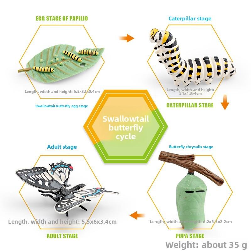 

Pvc Papilionidae Lifecycle Model Educational Kids Science Learning Animal Display Style B