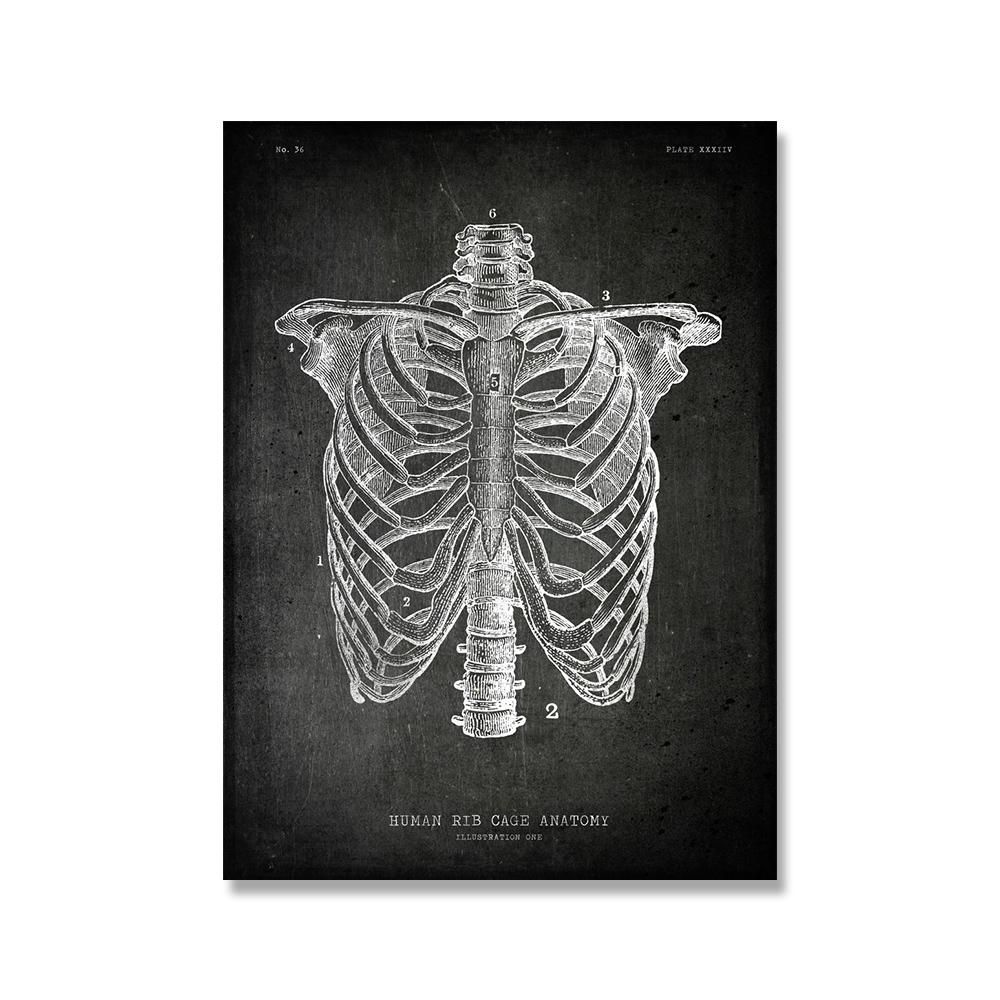 

Винтажный постер с анатомией человека, медицинская настенная картина, мышечный скелет, холст, печать, живопись для декора клиники больницы 21x30cm No Framed