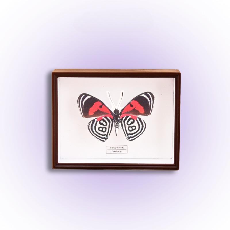 Capsule Gachapon Toy Acrylic Specimen Butterfly Model Ornaments Figure Accessories Gashapon Decoration