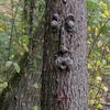 Peeker Yard Art Outdoor Tree Morsom gammel mann Ansiktsskulptur Snodig Treansikt Hagedekorasjon