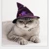Halloween Performance Costumes, Pet Costumes, Cats And Dogs, Festival Clothes, Capes And Hats