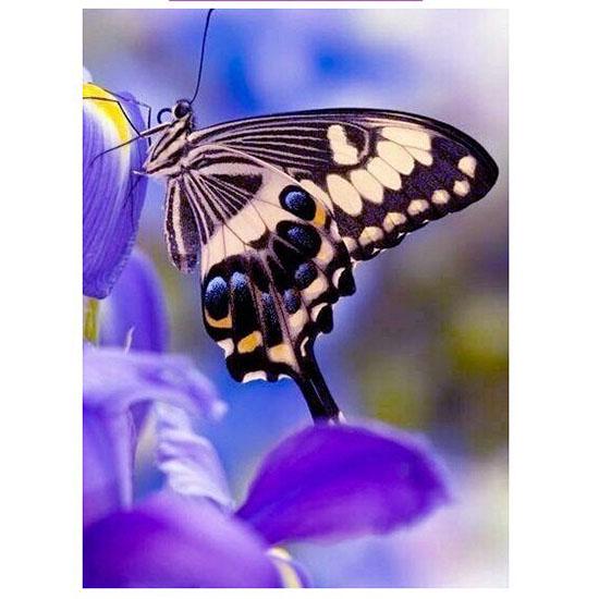 5D Full Diamond Painting Diamond Mosaic Picture of Rhinestone Diamond Flower with Butterfly