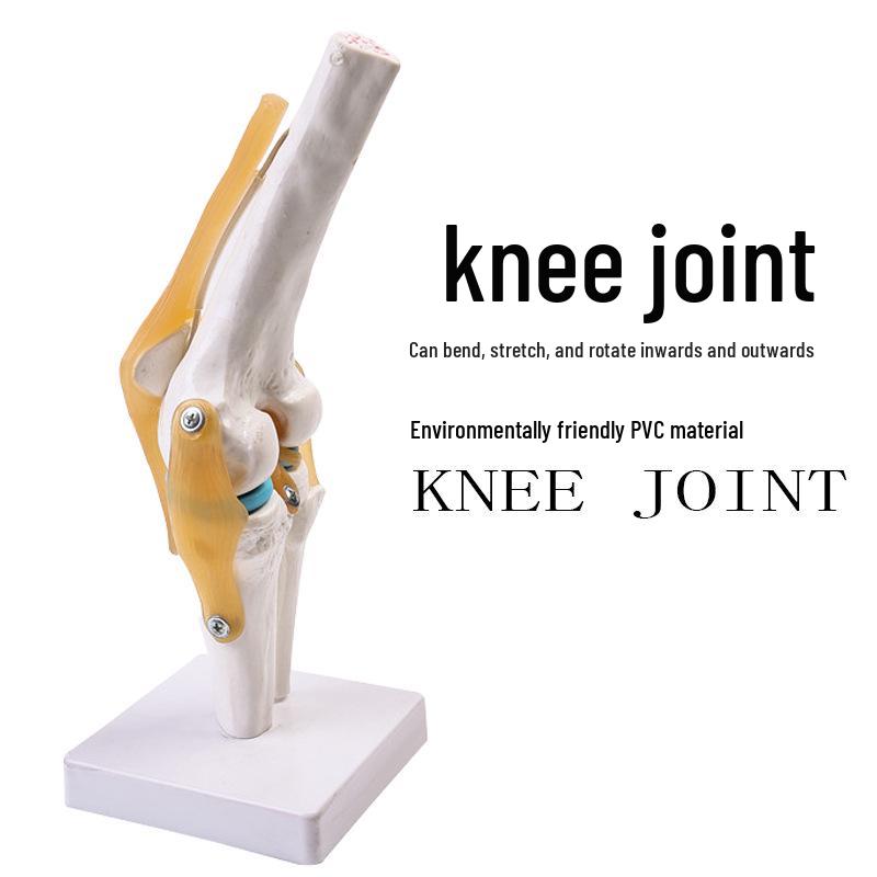 Human Knee Joint Model for Orthopedic Teaching and Display