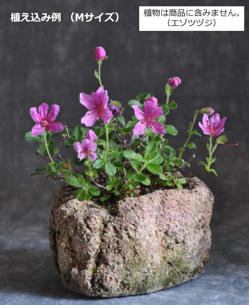 Kobohayachine Fireproof Pumice Pots, Medium - For Growing Wildflowers, Bonsai, and Succulents, Set of 2