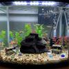 Realistic Texture Fish Tank Rockery Ornaments 3D Printing Fish Hiding Cave  Fish Tank Decoration