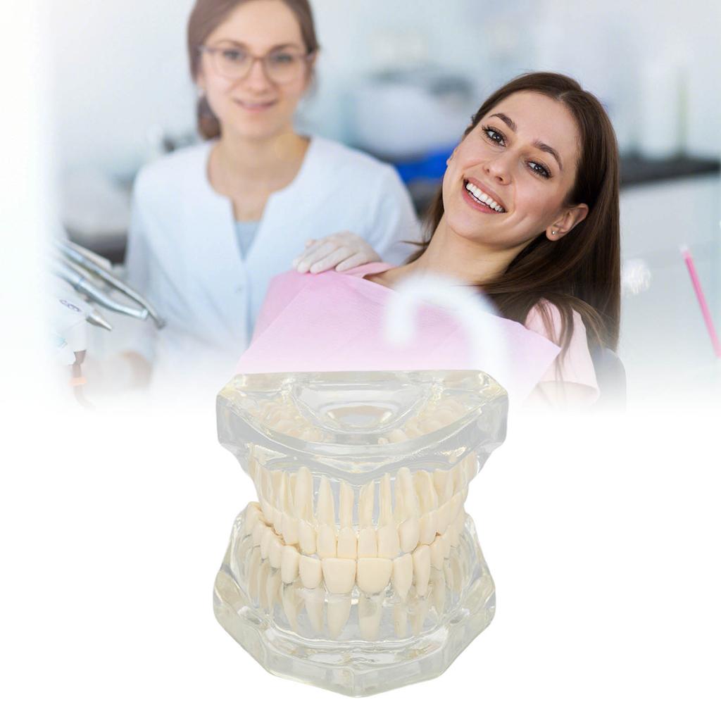 Transparent Dental Model Clear Structure Educational Dental Teeth Display Model for Dental Clinic
