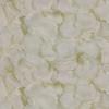 Rose Petal Decor for Weddings: Ceremony, Room, Proposal & More