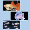 Scatola di Isolamento per l'Allevamento di Pesci Galleggianti Acquario Incubatrice per la Schiusa Incubatrice per la Schiusa Mangiatoia Incubatoio per Acquario