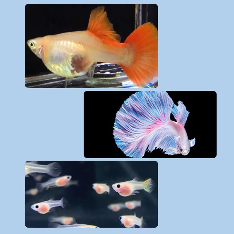 Scatola di Isolamento per l'Allevamento di Pesci Galleggianti Acquario Incubatrice per la Schiusa Incubatrice per la Schiusa Mangiatoia Incubatoio per Acquario