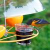 Bird Feeder Clear Protective Dome Anti-squirrel Rain-proof Hanging Hummingbird Rain Cover Guard