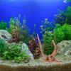 Mipcase 3 Stück Treibholz für Aquarium, Spinnenholz für Aquarium Aquarium Dekorationen Fischbecken Dekorationen Treibholz für Reptilienbecken Dekor