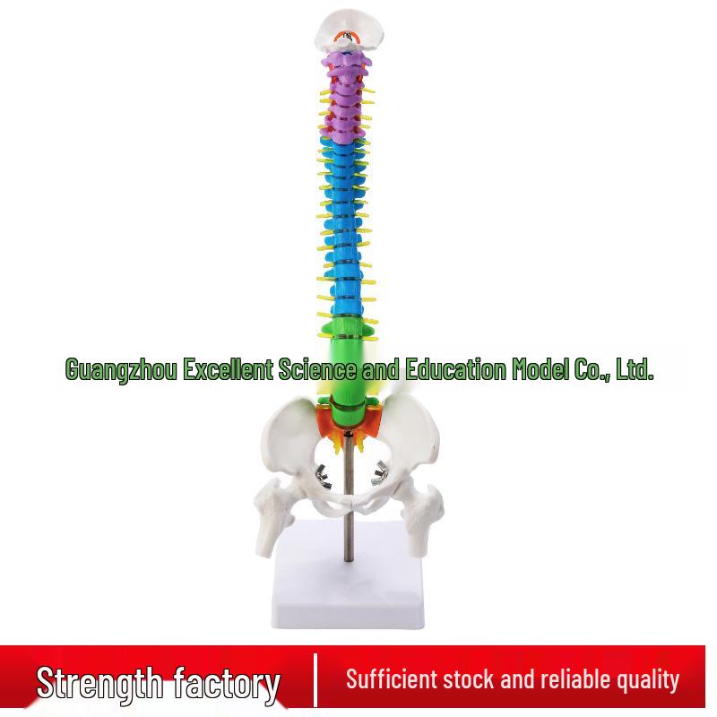 45CM Colorful Spine Model: Vertebral Column with Pelvis, Femur, Coccyx, Lumbar, Cervical Vertebrae for Chiropractic Use