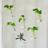 4pcs/set with Suction Cups Wall Mounted Vase Transparent Hanging Fish Tank  Office Decor