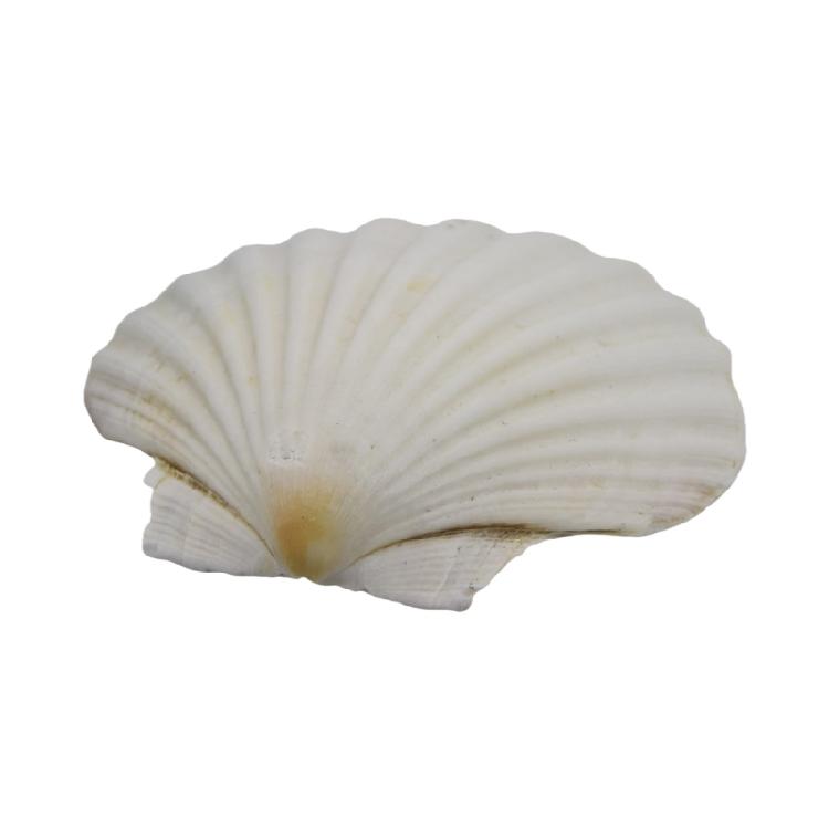 Große Muscheln zum Basteln, zur Heimdekoration und für Strand-Themenfeiern Weiße Kammmuschelschale für Kunstprojekte L